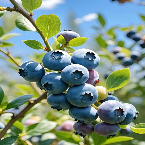 特大号蓝莓树果苗盆栽地栽花香f6南方北方庭院果四季种植当年结果 - 图2