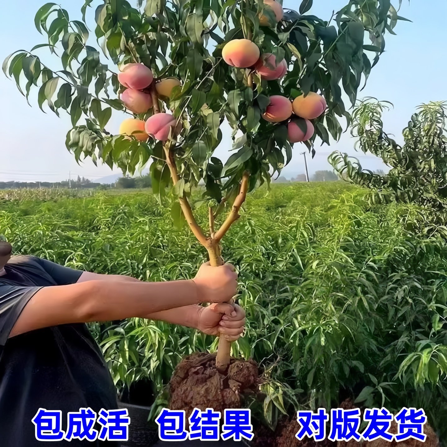 特大桃树果苗带土嫁接水蜜桃冬桃黄油桃盆栽地栽南北方种耐寒果树,淘宝优惠券,粉丝福利购,淘宝优惠卷