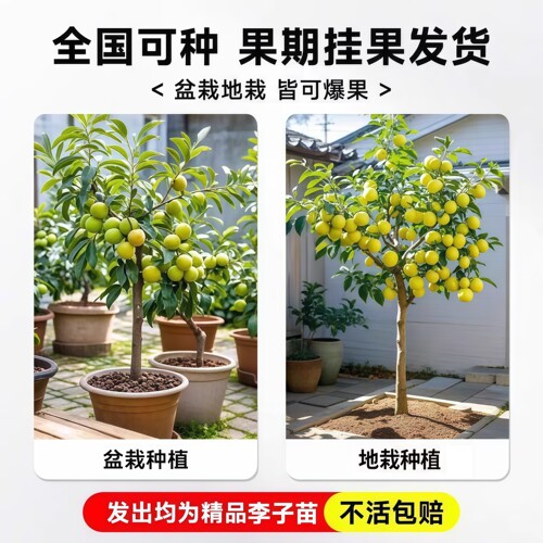 正宗嫁接蜂糖李子树苗新品种冰糖李子特大号南方北方种植果树果苗 - 图2