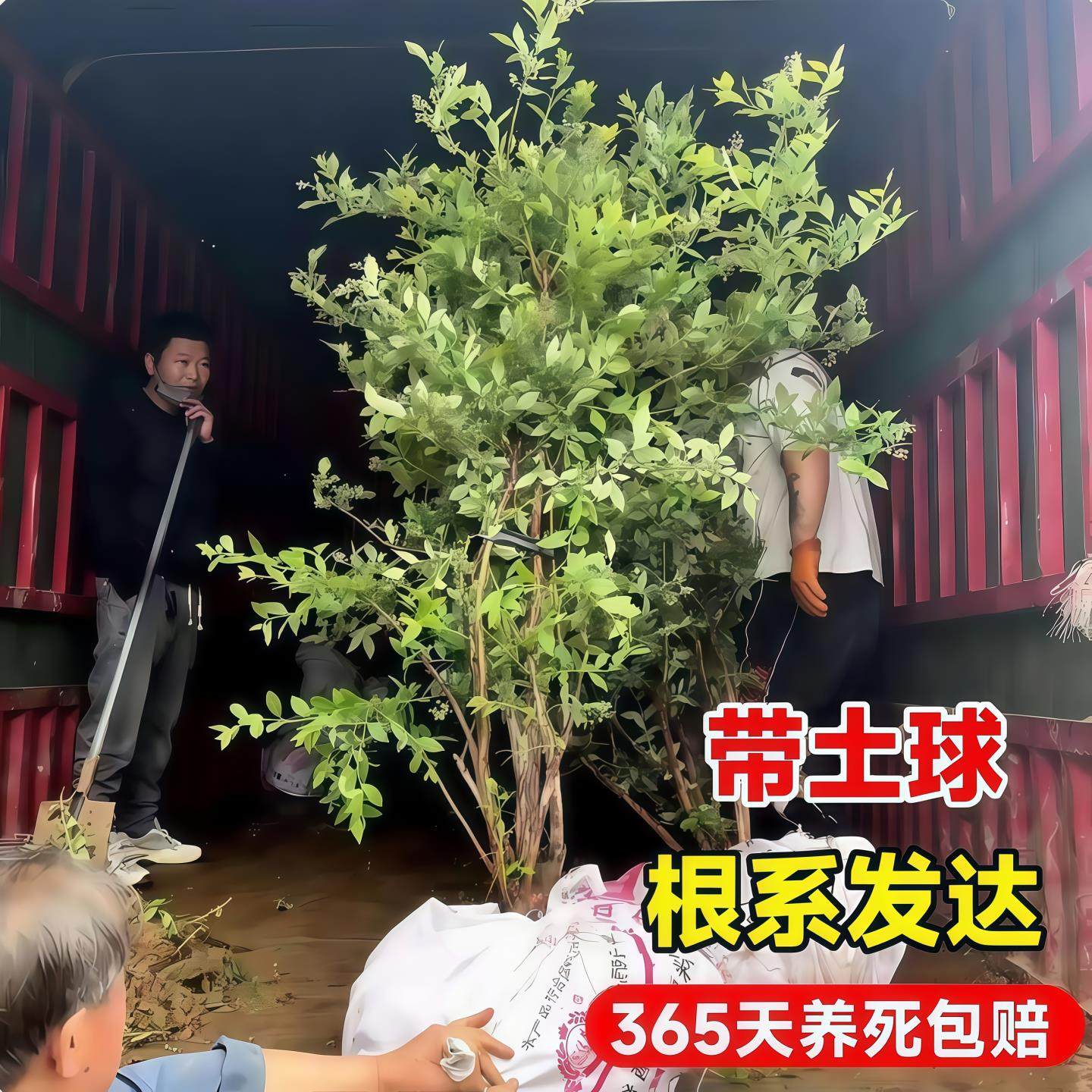 特大号蓝莓树果苗盆栽地栽花香f6南方北方庭院果四季种植当年结果,淘宝优惠券,粉丝福利购,淘宝优惠卷