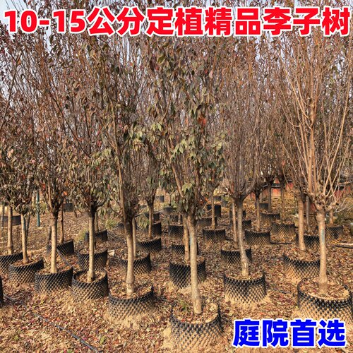 正宗嫁接蜂糖李子树苗新品种冰糖李子特大号南方北方种植果树果苗 - 图1