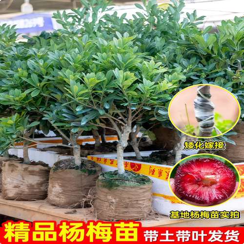 东魁杨梅树树苗正宗嫁接黑炭杨梅树树苗南北方种植盆地栽当年结果 - 图0