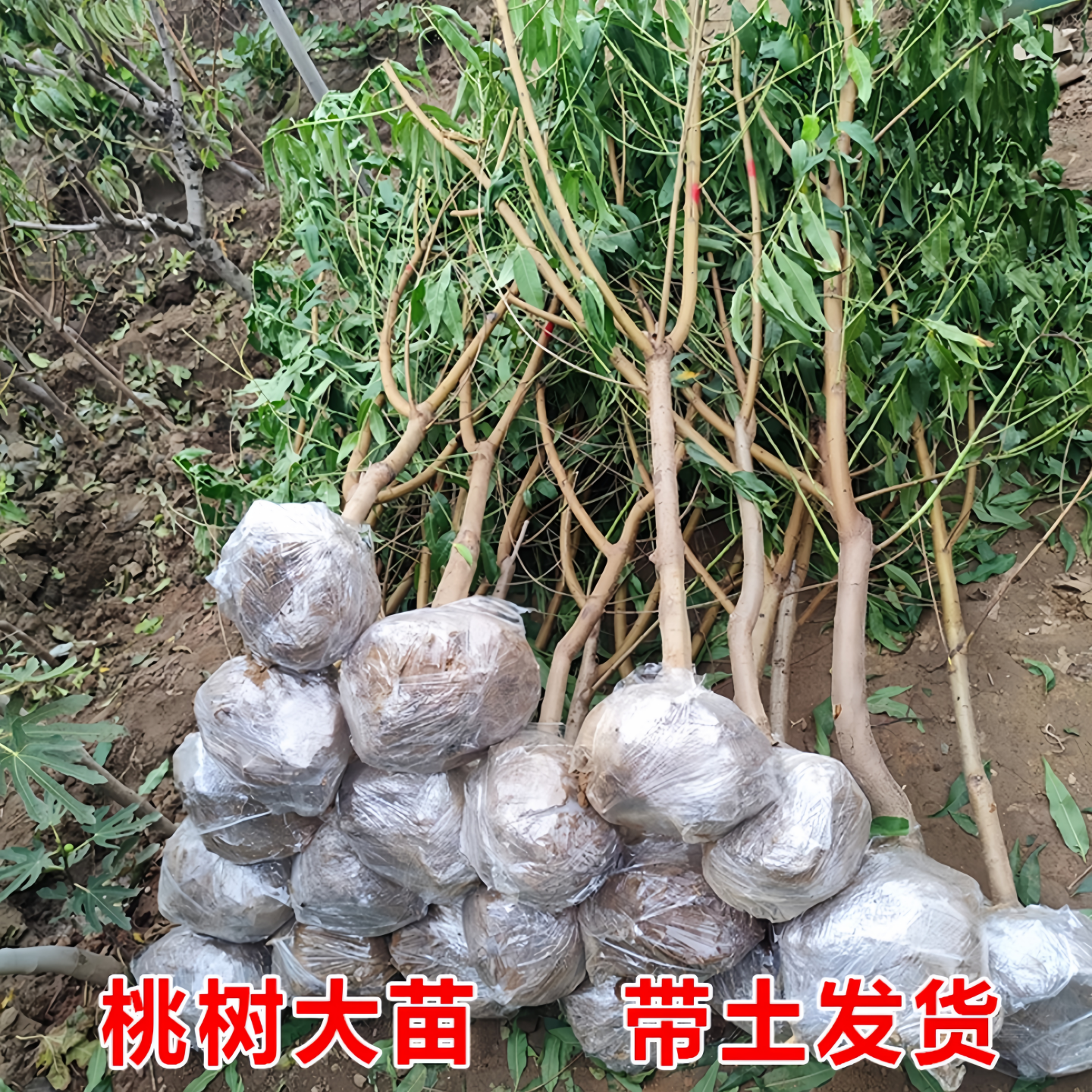 特大桃树果苗带土嫁接水蜜桃冬桃黄油桃盆栽地栽南北方种耐寒果树,淘宝优惠券,粉丝福利购,淘宝优惠卷
