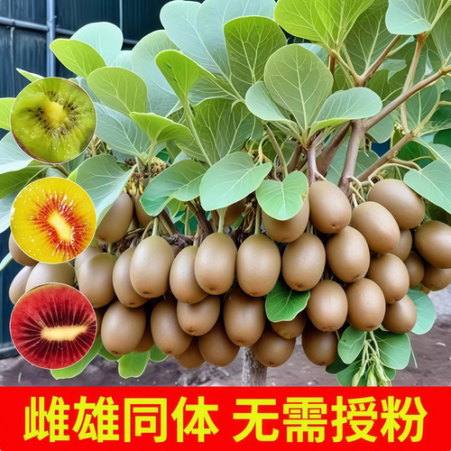 猕猴桃树果苗雌雄同株猕猴桃苗徐香嫁接南北方种植庭院四季可种植 - 图1
