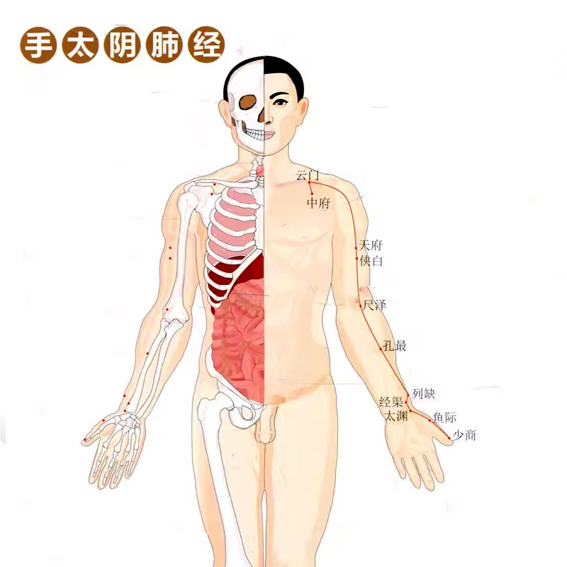 正版人体经络穴位使用图册 徐平 化学工业出版社 中医养生书美容美体艾灸针灸推拿按摩人体穴位书 经络图穴位定位防病治病详解书籍 - 图2