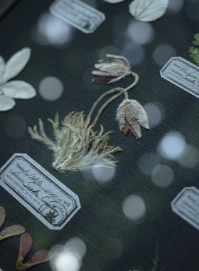 植物标本暗夜公园植物标本画客厅