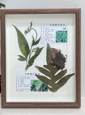 植物标本相框手工diy压花画框