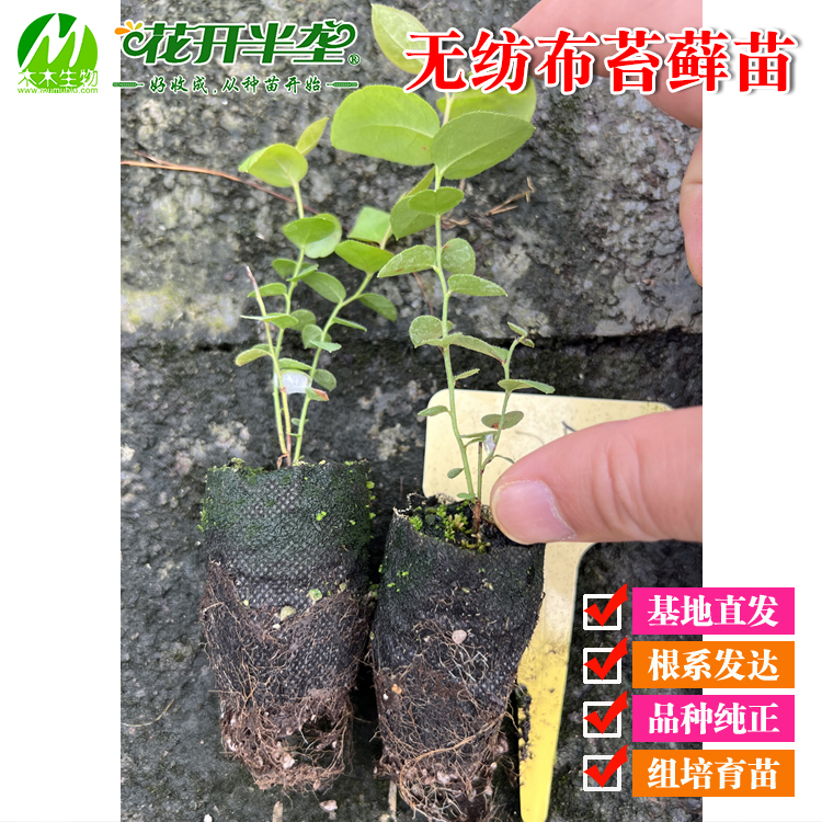 南北方 蓝莓无纺布苔藓苗3-5cm左右 苗小 新手勿拍根系发达 - 图2