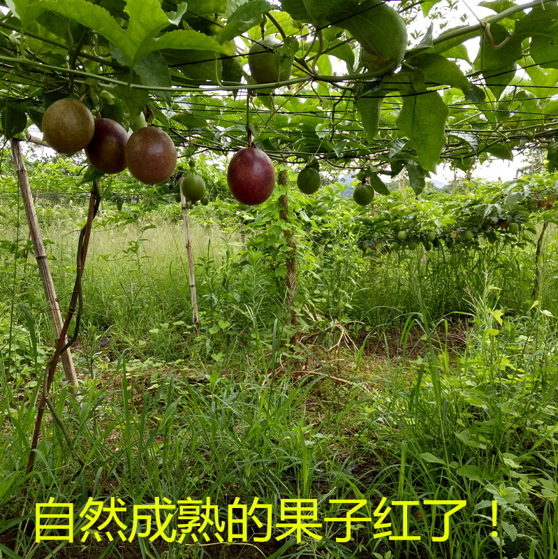 现摘健汇百香果新鲜高山大红鸡蛋果图片_3