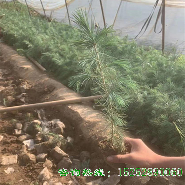 雪松小苗 行道树乔木名贵工程苗木四季常青庭院绿化种植雪松树苗 - 图1