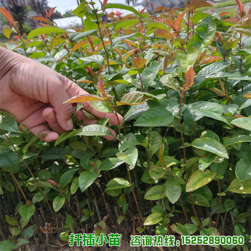 贴梗海棠铁杆海棠皱皮木瓜庭院绿化工程多年生盆栽花卉小苗组装球 - 图2