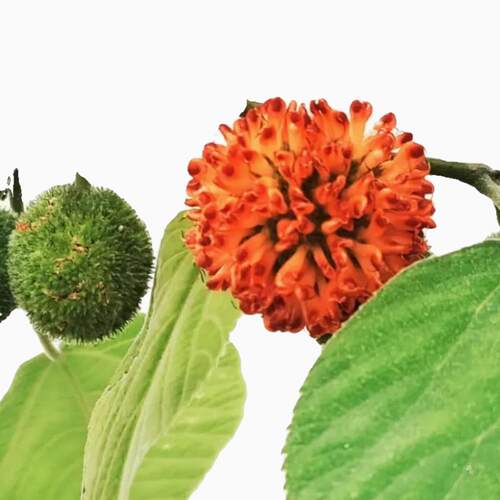 构树苗禇树杂交构树小苗绿化行道树木造林饲养猪牛羊吃饲料构树叶 - 图3
