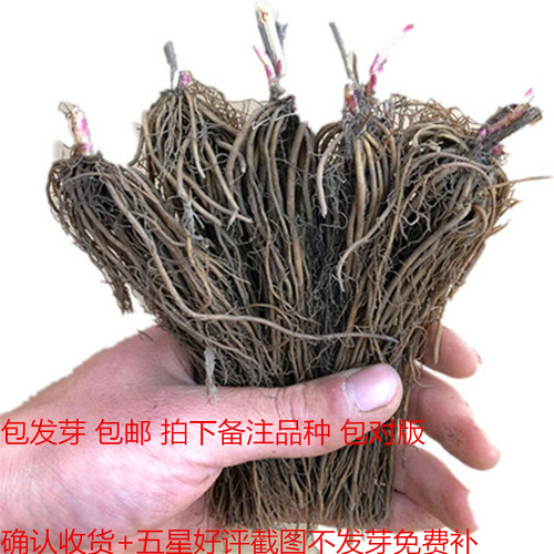 四季铁线莲9.9元3棵带芽爬藤植物花卉盆栽观花植物室内花庭院 - 图0