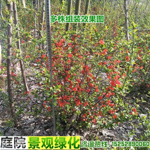 贴梗海棠铁杆海棠皱皮木瓜庭院绿化工程多年生盆栽花卉小苗组装球 - 图1