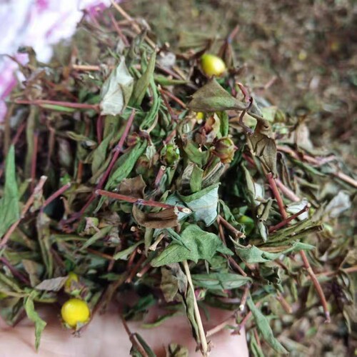 贯叶金丝桃贵州省中草药圣约翰草大过路黄大小对叶草500g包邮 - 图1