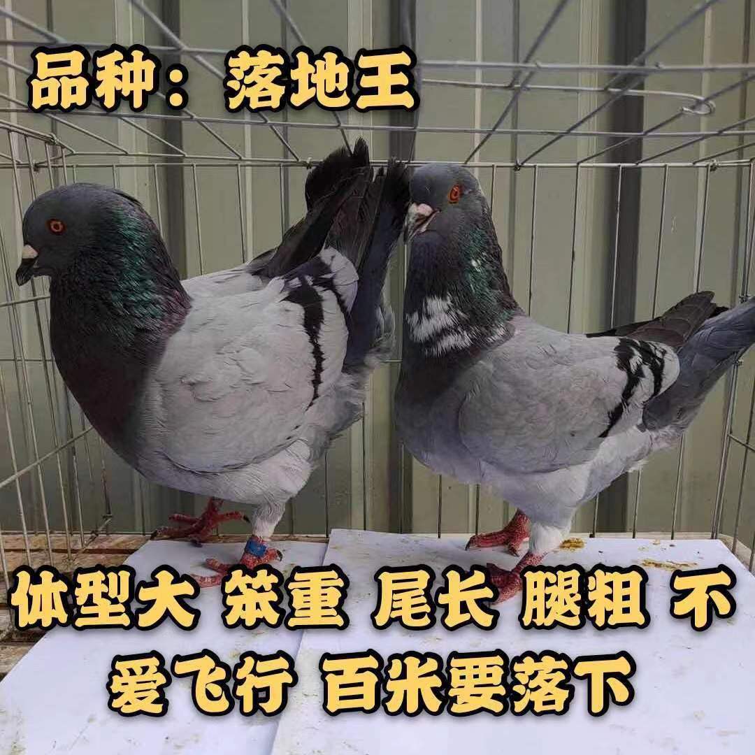 巨型纯种元宝鸽子活一对大体种鸽幼鸽观赏肉鸽一公一母包下蛋繁殖-图1