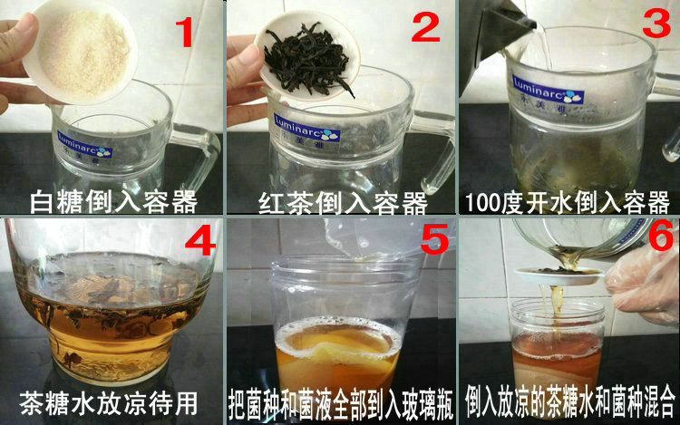 正宗红茶菌菌种海宝老胃宝母菌醋蛾子酵素俄罗斯康普茶家用现货 - 图1