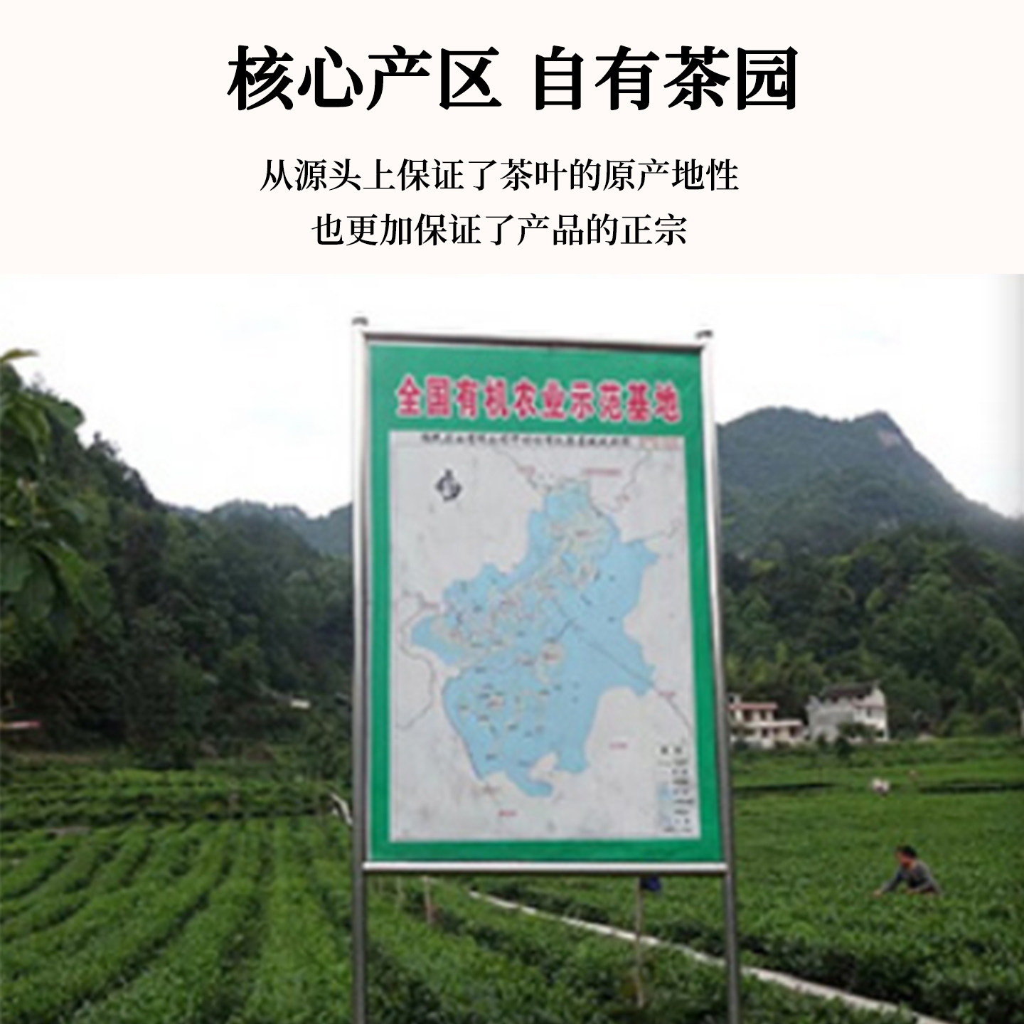 恩施玉露绿茶2026年新茶叶明前特级全芽送礼长辈丈人礼盒装250克