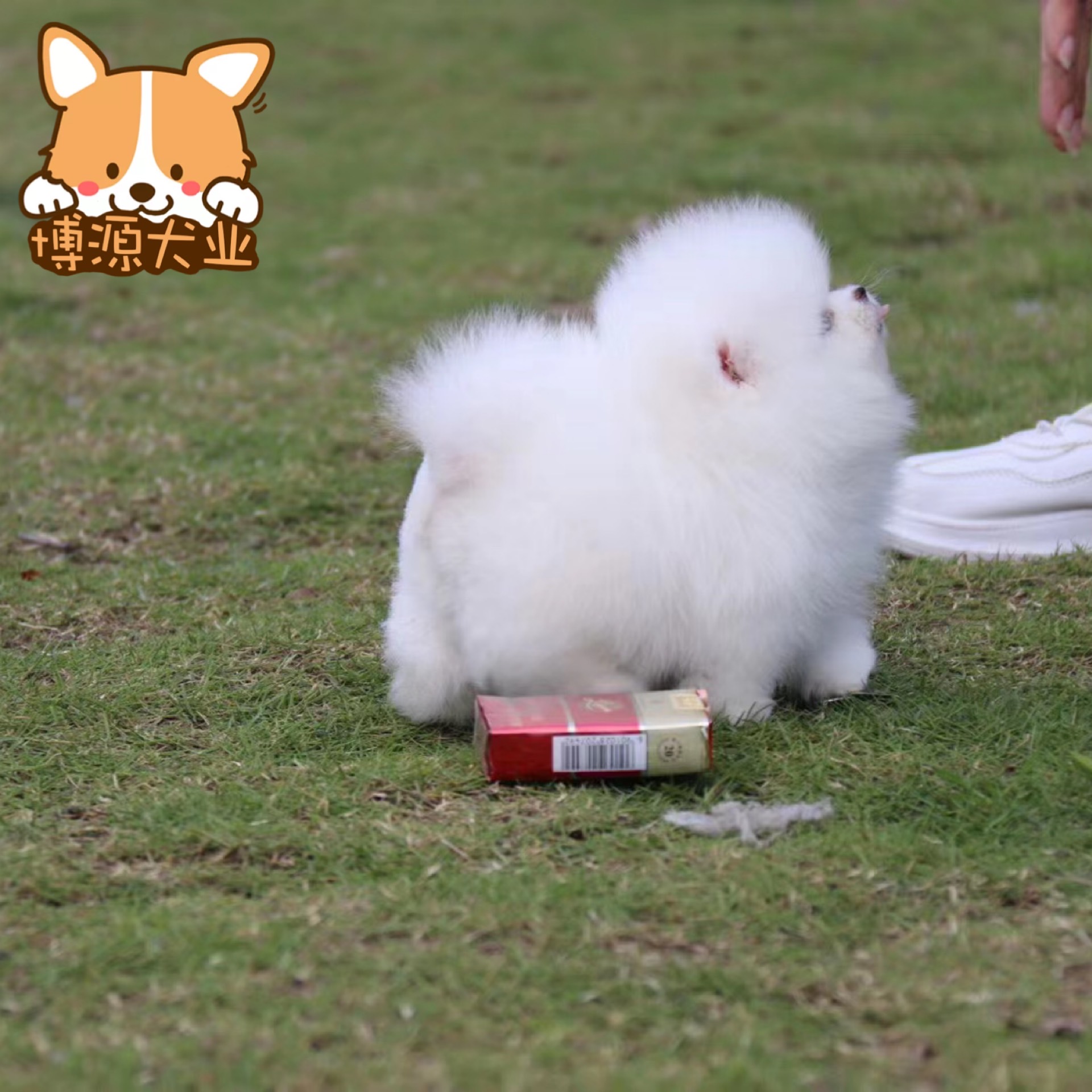 纯种杯子犬幼犬宠物狗活体小体白色博美犬俊介狗狗长不大可爱 博源悦动萌宠之家 淘优券