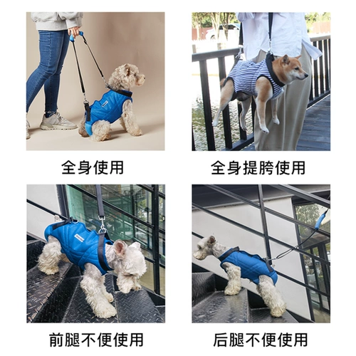 Blueoport пожилая собака из булочек с охраной, чтобы помочь регулируемым собакам с инвалидами.