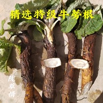 Gansu Min County Boutique Wild Burdock Root Slice 500g