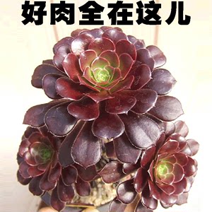 多肉植物紫羊绒黑法师铜壶防辐射盆栽花卉园艺萌肉观音莲草莓卷娟