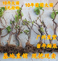 10 years large Miao grape sapling fruit sapling cultivation Four seasons Potted plant planted with grape Miao climbing vines results of the year