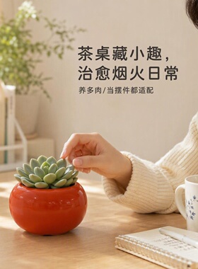陶瓷花盆家用绿植盆栽摆件