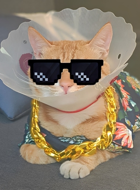 猫狗法斗项圈项链宠物大金链子