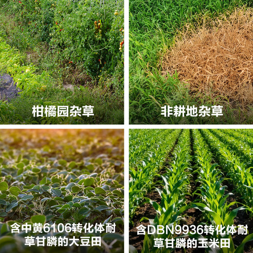 中保草甘膦异丙胺盐草甘磷果园荒地杂死根烂根除草剂农药整箱销售 - 图3