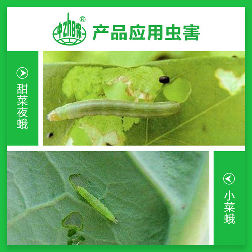 中保农药 甲维盐高效氯氰菊酯 甘蓝蔬菜甜菜夜蛾小菜蛾青虫杀虫剂 - 图2