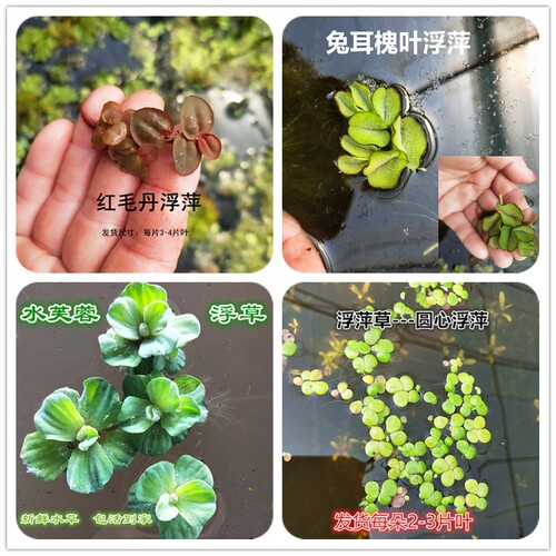 水葫芦水生植物芝麻萍水芙蓉草水浮莲超强污水净化浮萍飘浮草水面 - 图0