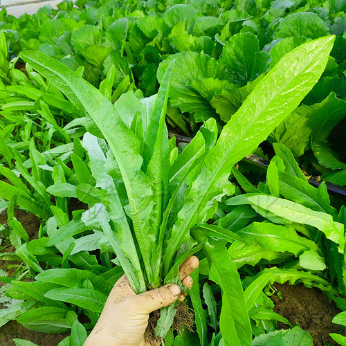 油麦菜种子四季播无斑香油麦菜籽春季秋季阳台速生青菜籽蔬菜种孑-图2