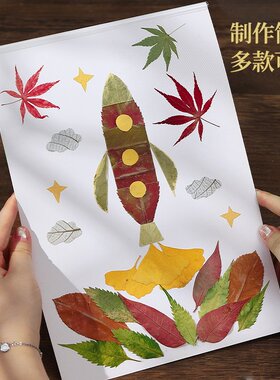 真树叶粘贴画植物标本手
