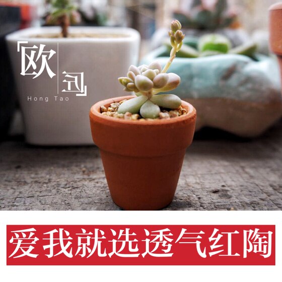 Clearance red pottery succulent flowerpot extra large simple