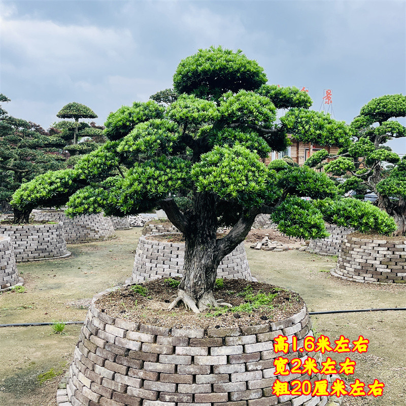 矮霸造型贵妃罗汉松庭院地景树盆景黑松五针松阳台室内北方花包邮 - 图2