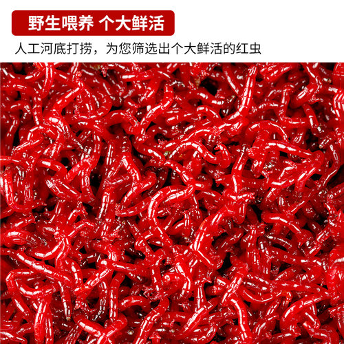 鲜活红虫特大号公虫活体活饵喂鱼饵拉饵鲫鱼野钓饵料钓鱼蚯蚓鱼饵-图0