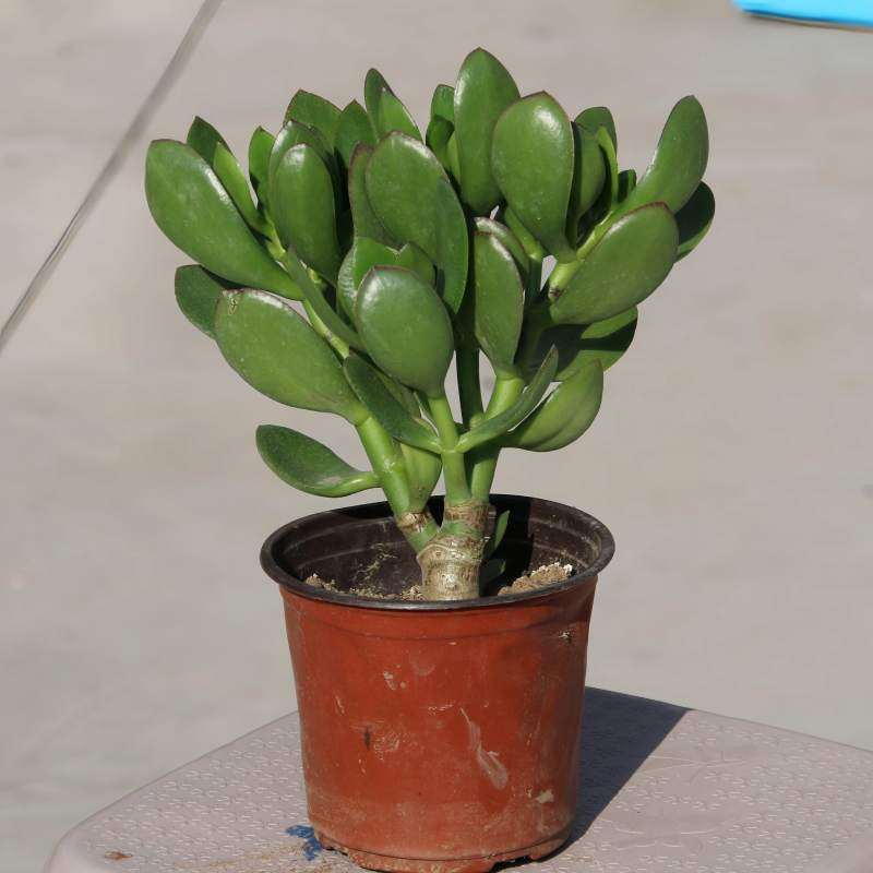 大玉树室内防辐射净化空气绿植花卉四季盆栽玻璃翠燕子掌多肉植物,淘宝优惠券,粉丝福利购,淘宝优惠卷