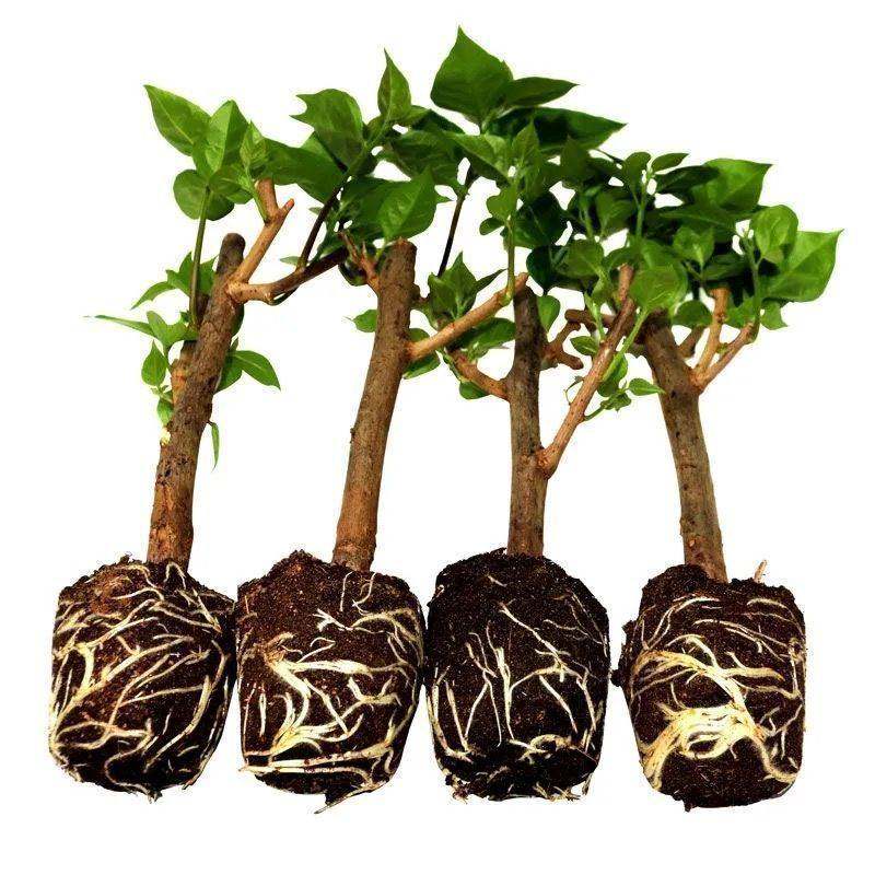 重瓣红三角梅盆栽带花剑勤勤花品种爬藤老桩重瓣飘枝垂丝攀岩绿化,淘宝优惠券,粉丝福利购,淘宝优惠卷