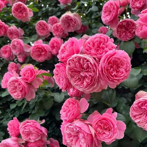 藤樱霞爬藤月季蔷薇花苗大花多季浓香开庭院藤本花卉盆栽地栽 - 图0