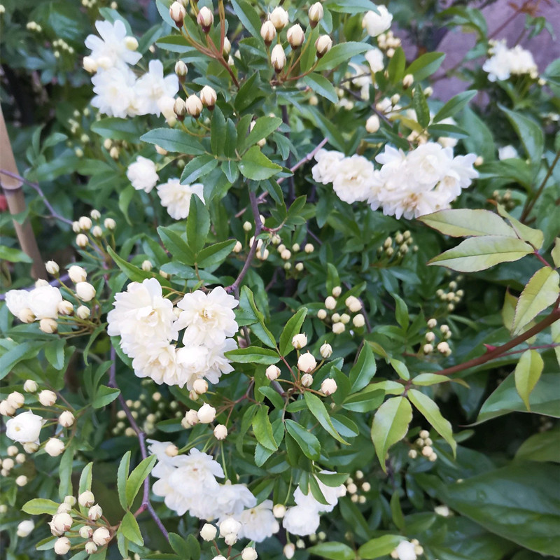 黄木香花苗爬藤植物红白木香树苗大苗室内庭院四季开花木香花盆栽 - 图3