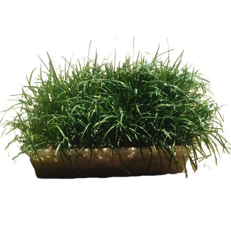 韭菜根苗紫根红根大叶宽叶带土四季农家韭菜根老品种韭菜种籽种子 - 图3