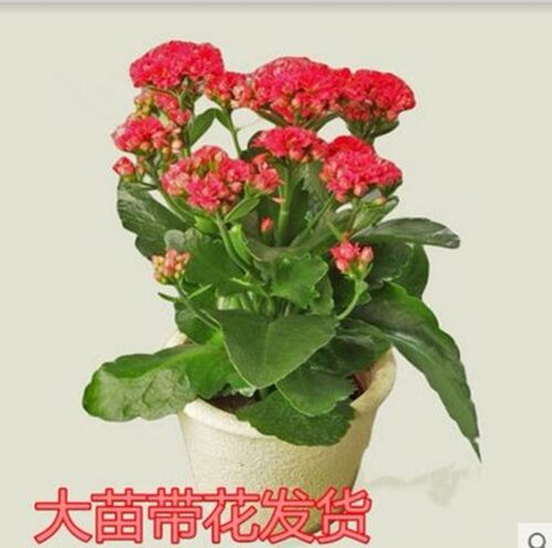 好养重瓣宫灯长寿花苗盆栽倒挂金钟灯笼多季花卉绿植室内好养开花 - 图1