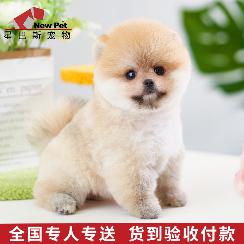 博美犬幼犬黄色 新人首单立减十元 22年3月 淘宝海外 博美犬幼犬黄色 新人首单立减十元 22年3月 淘宝海外