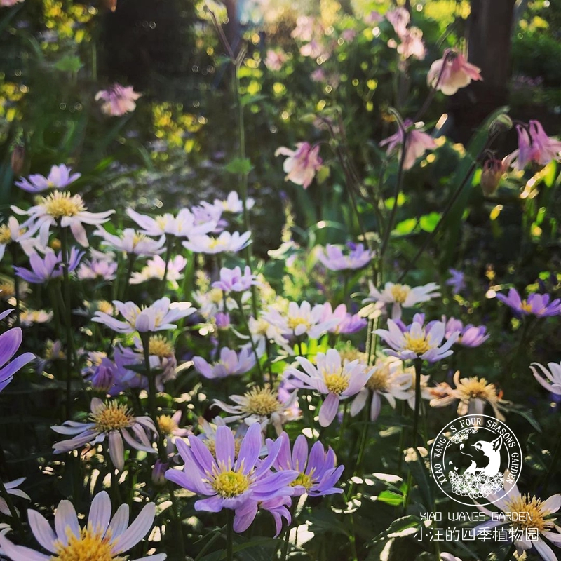 忘都菊粉色日本进口山野草稀有植物切花花卉耐阴室内外盆栽苗-图0