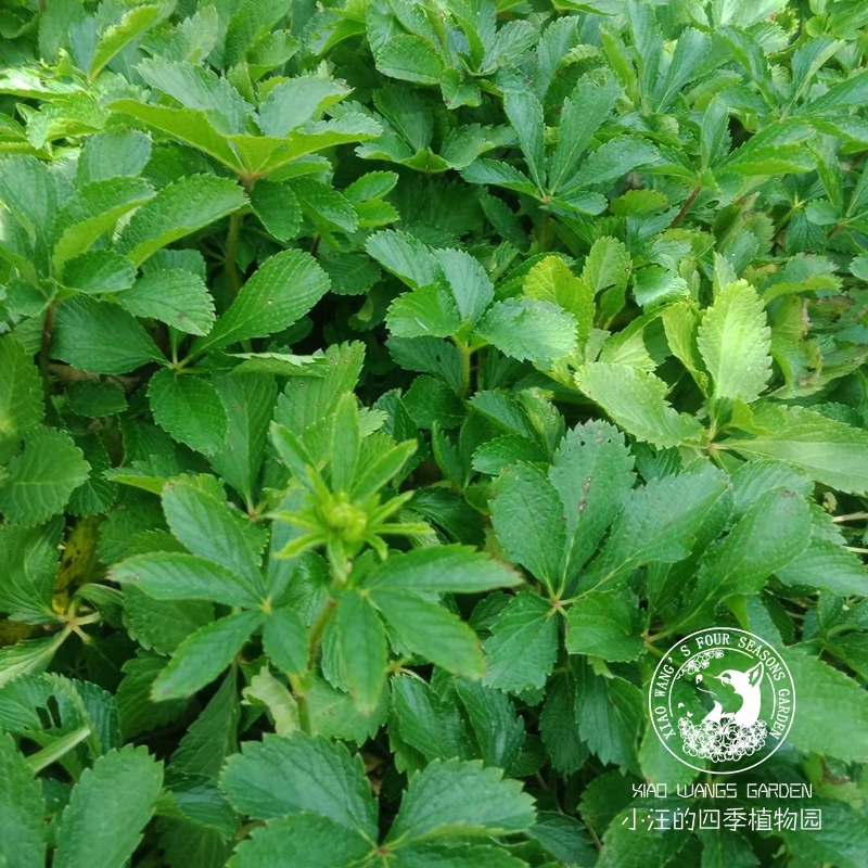 红花委陵菜 多年生宿根 可食用 盆栽花卉植物 耐寒 耐高温 易种植 - 图2