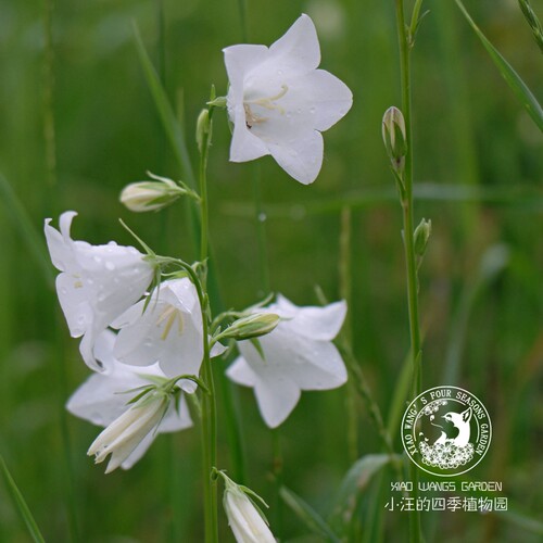 小汪的四季植物园 桃叶风铃草 切花 线性植物盆栽小庭院 春季开花 - 图3