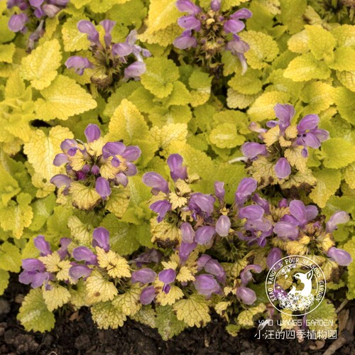 银叶野芝麻 粉花 多年生耐寒耐阴宿根观花观叶盆栽植物苗花园边境 - 图2