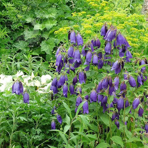 宿根 风铃草合集 骏河萤袋 紫斑 青花 粉章鱼 多年生 耐寒 花园 - 图2