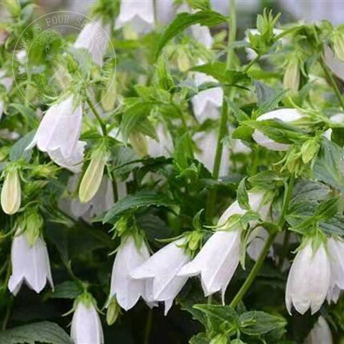 宿根 风铃草合集 骏河萤袋 紫斑 青花 粉章鱼 多年生 耐寒 花园 - 图1